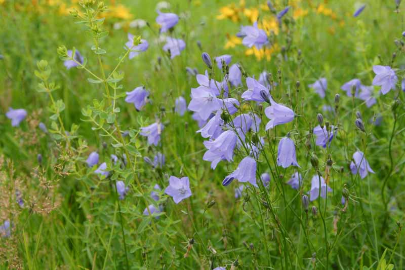 Campanula rotundifolia, Bluebell, Common Harebell, Blawort, Cuckoo Shoe, Heath Bells, Lady's Thimble, Old Man's Bell, Olympia Bellflower, Scotch Bluebell, Scottish Bluebell, Violet flowers, Purple flowers, Lavender flowers, groundcover