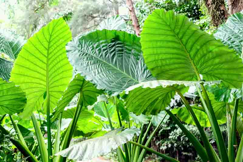 Alocasia macrorrhiza, Giant Taro, Giant Elephant Ear, Upright Elephant Ear