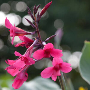 Pink Sunburst Canna Lily - Canna x generalis 'Pink Sunburst', Rare Plant  Seeds