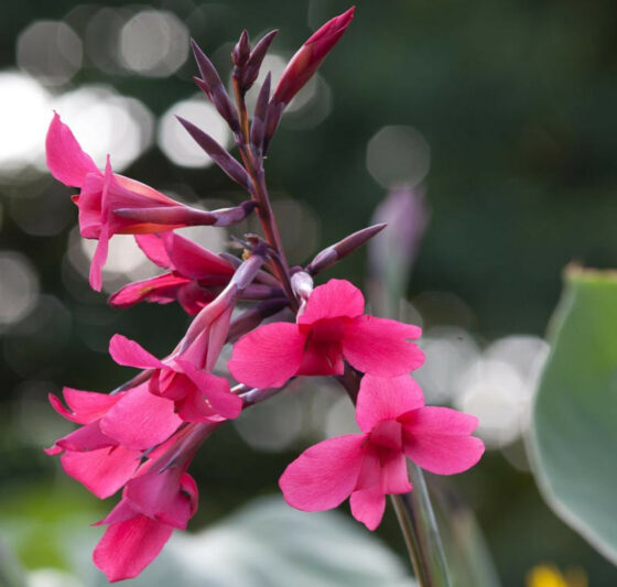 Canna x ehemanii, Canna 'Ehemanii', Canna iridiflora, Ehemanii Canna, Canna Lily bulbs, Canna lilies, Pink Canna, Pink Flowers