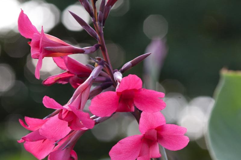Canna x ehemanii, Canna 'Ehemanii', Canna iridiflora, Ehemanii Canna, Canna Lily bulbs, Canna lilies, Pink Canna, Pink Flowers