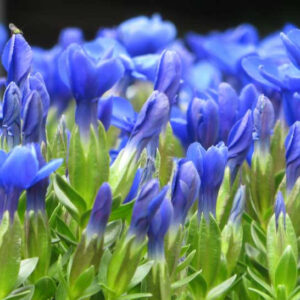 Gentiana verna, Spring Gentian, Lucy of Teesdale, Blue flowers, groundcover, Rock Garden Perennial, Trumpet Gentian