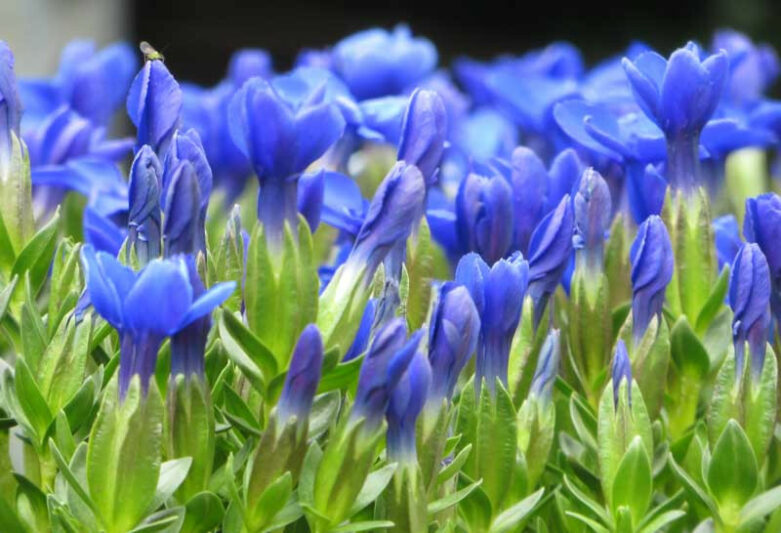 Gentiana verna, Spring Gentian, Lucy of Teesdale, Blue flowers, groundcover, Rock Garden Perennial, Trumpet Gentian