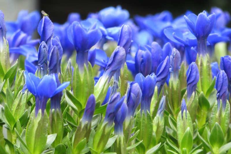 Gentiana verna, Spring Gentian, Lucy of Teesdale, Blue flowers, groundcover, Rock Garden Perennial, Trumpet Gentian