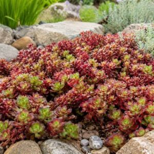 Sedum spurium ‘Dragon's Blood’, Stonecrop 'Dragon's Blood', Dragon's Blood Stonecrop, Red Sedum, Red Succulent