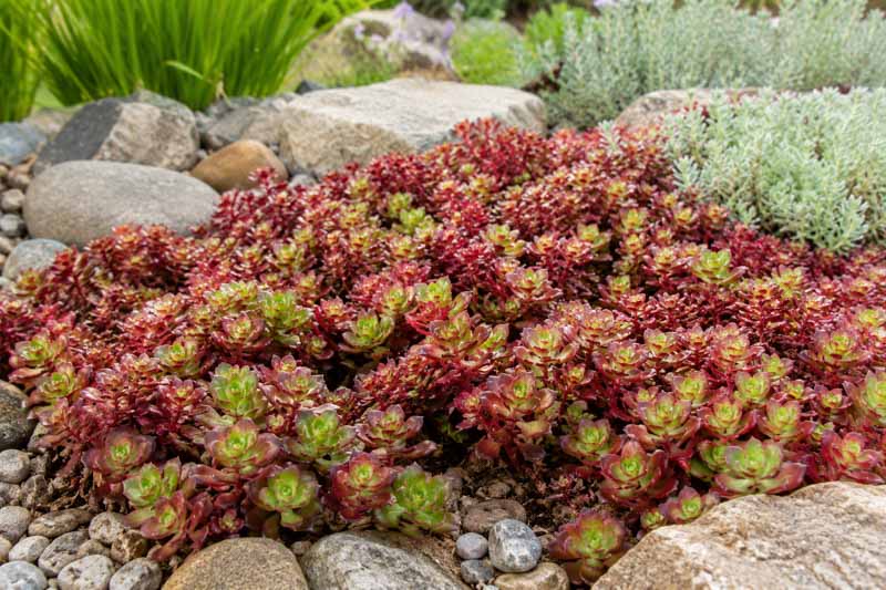 Sedum spurium ‘Dragon's Blood’, Stonecrop 'Dragon's Blood', Dragon's Blood Stonecrop, Red Sedum, Red Succulent