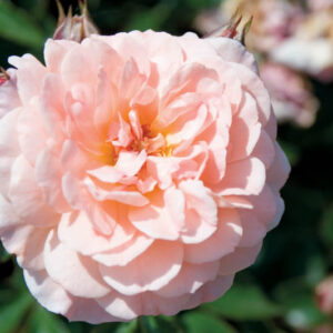 Rosa 'Apricot Drift', Rose 'Apricot Drift', Groundcover Roses, Groundcover Roses, Apricot roses