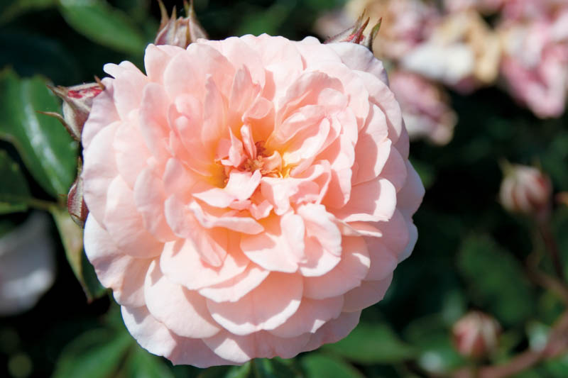 Rosa 'Apricot Drift', Rose 'Apricot Drift', Groundcover Roses, Groundcover Roses, Apricot roses