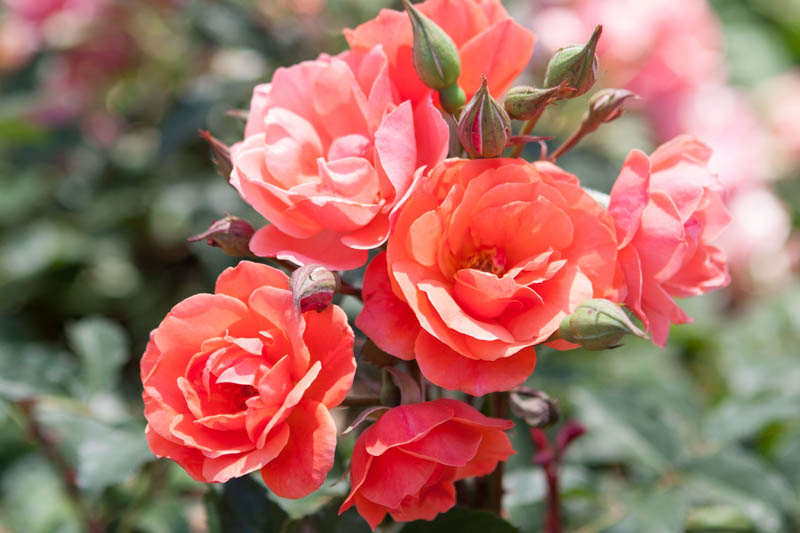 Rose Coral Knock Out, Rosa Coral Knock Out, Orange Roses, Bush Roses, Rose bushes, Garden Roses, Orange Flowers