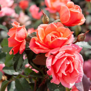 Rose Coral Knock Out, Rosa Coral Knock Out, Orange Roses, Bush Roses, Rose bushes, Garden Roses, Orange Flowers