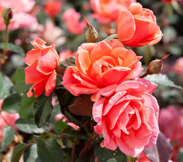 Rose Coral Knock Out, Rosa Coral Knock Out, Orange Roses, Bush Roses, Rose bushes, Garden Roses, Orange Flowers