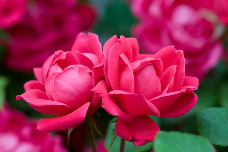 Rose 'Double Knock Out®', Rosa 'Double Knock Out®', 'Double Knock Out®' Rose, Shrub Roses, Rose bushes, Garden Roses, Rosa'Radtko', Red Roses, Red Flowers