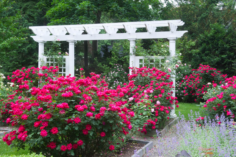 Rose 'Double Knock Out®', Rosa 'Double Knock Out®', 'Double Knock Out®' Rose, Shrub Roses, Rose bushes, Garden Roses, Rosa'Radtko', Red Roses, Red Flowers
