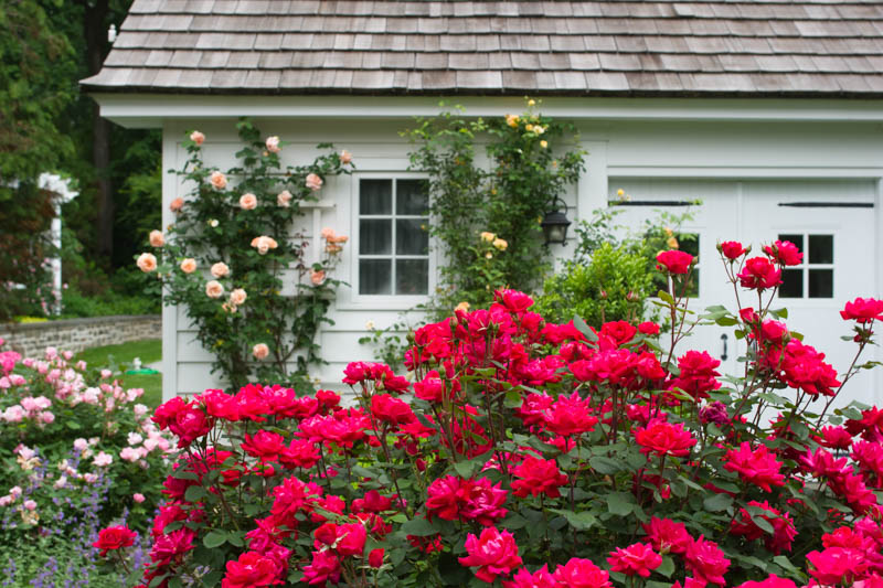Rose 'Double Knock Out®', Rosa 'Double Knock Out®', 'Double Knock Out®' Rose, Shrub Roses, Rose bushes, Garden Roses, Rosa'Radtko', Red Roses, Red Flowers