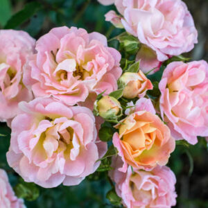 Rosa 'Peach Drift®', Rose 'Peach Drift®', Rosa 'Meiggili', Groundcover Roses, Coral roses, Orange Roses, Salmon Roses, Peach Roses