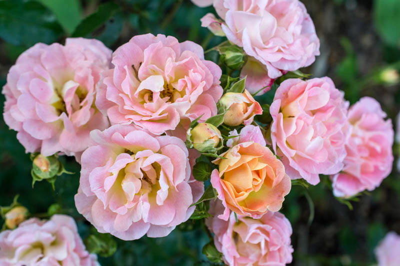 Rosa 'Peach Drift®', Rose 'Peach Drift®', Rosa 'Meiggili', Groundcover Roses, Coral roses, Orange Roses, Salmon Roses, Peach Roses