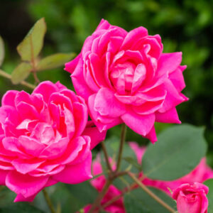 Rose 'Pink Double Knock Out'