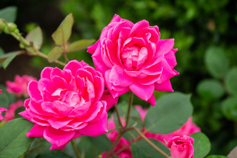 Rose 'Pink Double Knock Out'