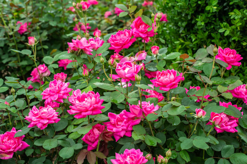 Rose 'Pink Double Knock Out'