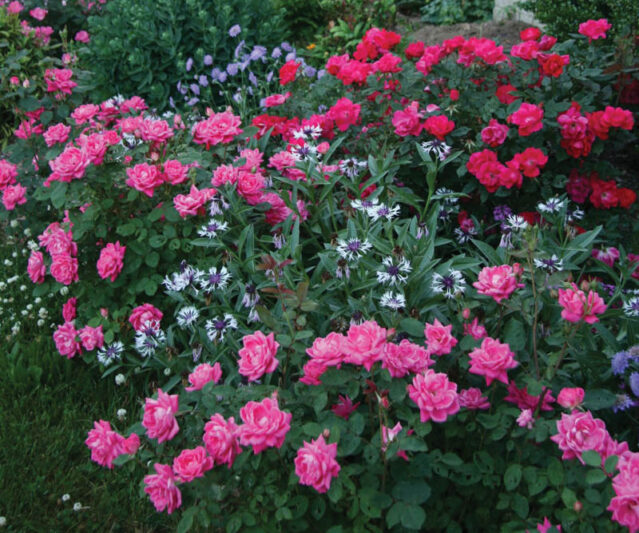 Rose 'Pink Double Knock Out'