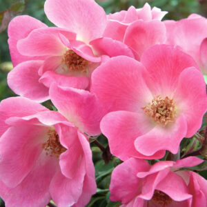 Rose 'Pink Knock Out®', Rosa 'Pink Knock Out®', 'Pink Knock Out®' Rose, Shrub Roses, Rose bushes, Garden Roses, Rosa 'Radcon', Pink Roses, Pink Flowers