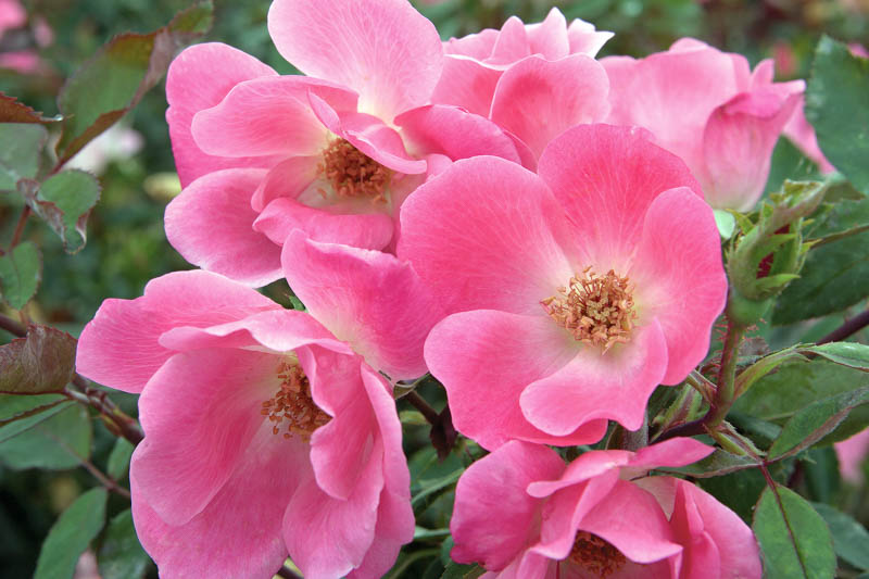 Rose 'Pink Knock Out®', Rosa 'Pink Knock Out®', 'Pink Knock Out®' Rose, Shrub Roses, Rose bushes, Garden Roses, Rosa 'Radcon', Pink Roses, Pink Flowers