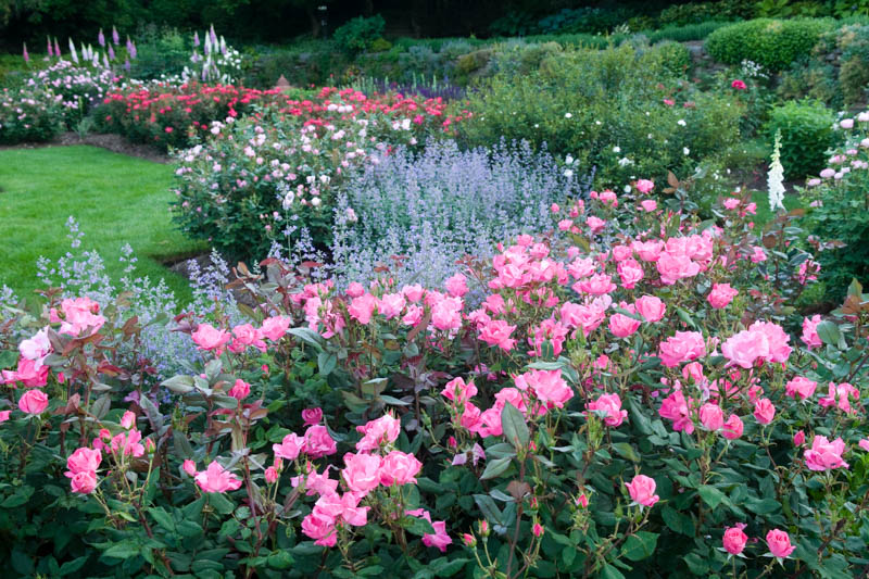 Rose 'Pink Knock Out®', Rosa 'Pink Knock Out®', 'Pink Knock Out®' Rose, Shrub Roses, Rose bushes, Garden Roses, Rosa 'Radcon', Pink Roses, Pink Flowers