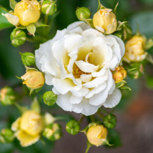 Rosa 'Popcorn Drift', Rose 'Popcorn Drift', Rosa 'Novarospop', Groundcover Roses, White Roses, Yellow Roses, Cream Roses