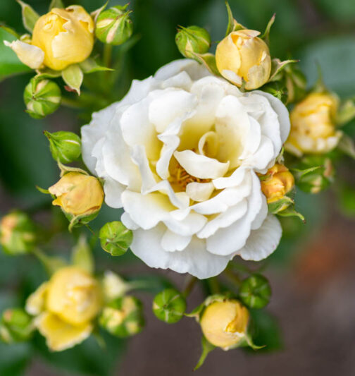 Rosa 'Popcorn Drift', Rose 'Popcorn Drift', Rosa 'Novarospop', Groundcover Roses, White Roses, Yellow Roses, Cream Roses