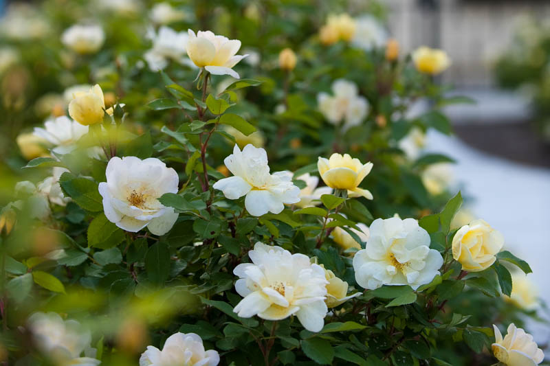 Rose 'Sunny Knock Out®', Rosa 'Sunny Knock Out®', 'Sunny Knock Out®' Rose, Shrub Roses, Rose bushes, Garden Roses, Rosa 'Radsunny', Yellow Roses, Yellow Flowers