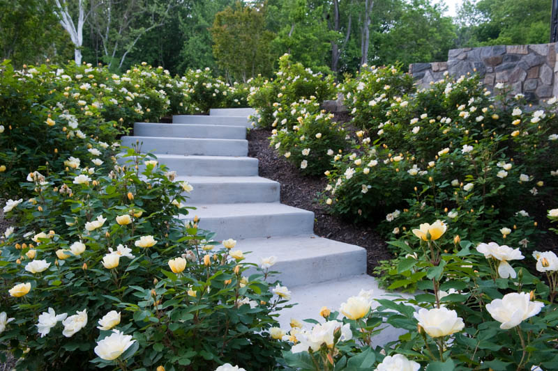 Rose 'Sunny Knock Out®', Rosa 'Sunny Knock Out®', 'Sunny Knock Out®' Rose, Shrub Roses, Rose bushes, Garden Roses, Rosa 'Radsunny', Yellow Roses, Yellow Flowers