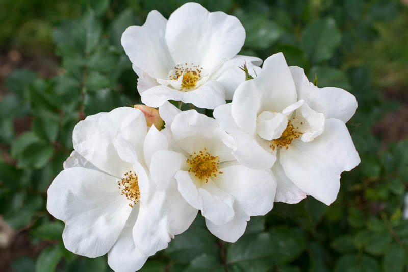 Rose 'White Knock Out®', Rosa 'White Knock Out®', 'White Knock Out®' Rose, Shrub Roses, Rose bushes, Garden Roses, Rosa 'Radwhite', White Roses, White Flowers