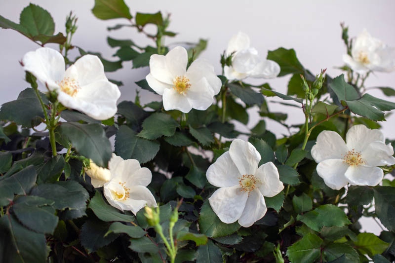 Rose 'White Knock Out®', Rosa 'White Knock Out®', 'White Knock Out®' Rose, Shrub Roses, Rose bushes, Garden Roses, Rosa 'Radwhite', White Roses, White Flowers