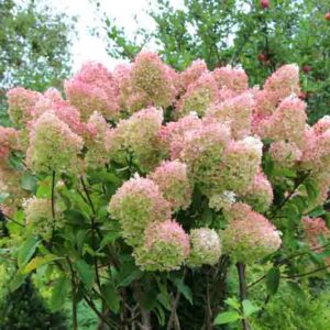 Peegee Hydrangea, Pee Gee Hydrangea, Hydrangea Paniculata 'Grandiflora', Hydrangea 'Grandiflora', Grandiflora Hydrangea, White Flowers, White Hydrangea, Hydrangea 'Pee Gee'