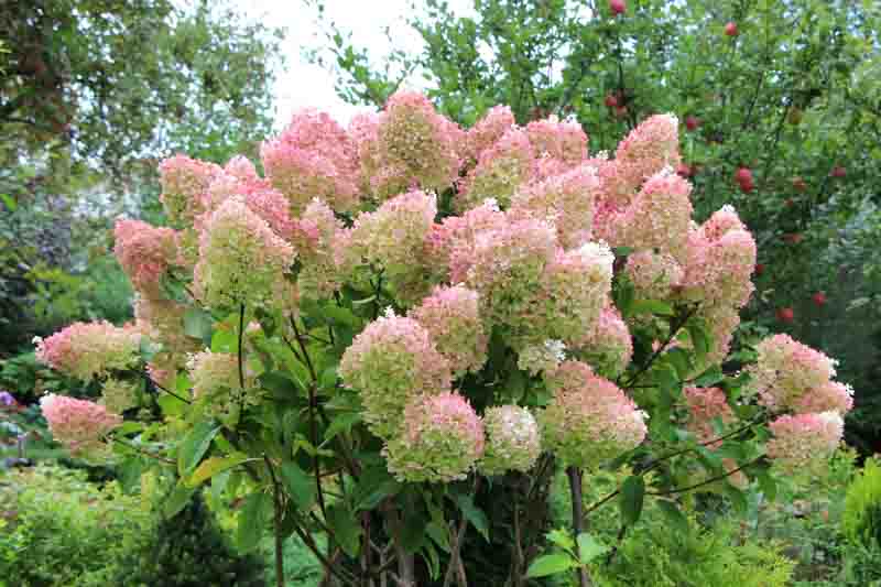 Peegee Hydrangea, Pee Gee Hydrangea, Hydrangea Paniculata 'Grandiflora', Hydrangea 'Grandiflora', Grandiflora Hydrangea, White Flowers, White Hydrangea, Hydrangea 'Pee Gee'