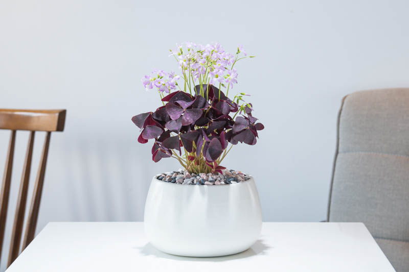 Oxalis triangularis, Purple Shamrock, False Shamrock, Pink flowers, Purple Foliage, Love Plant, Luck Plant