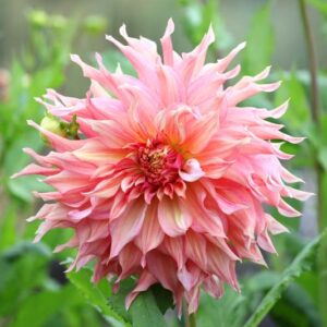 Dinner Plate Dahlias , Dinnerplate Dahlias, Giant Dahlias, Pink Dahlia Flowers, Dahlia Tubers, Dahlia Bulbs, Dahlia Flower, Dahlia Flowers, summer bulbs