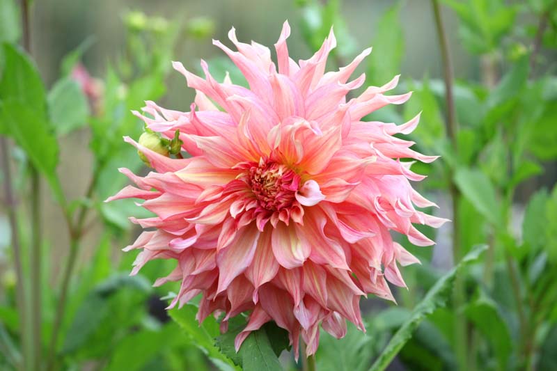 Dinner Plate Dahlias , Dinnerplate Dahlias, Giant Dahlias, Pink Dahlia Flowers, Dahlia Tubers, Dahlia Bulbs, Dahlia Flower, Dahlia Flowers, summer bulbs