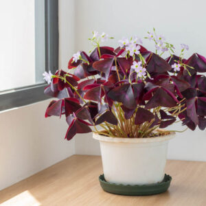 Oxalis triangularis, Purple Shamrock, False Shamrock, Pink flowers, Purple Foliage, Love Plant, Luck Plant
