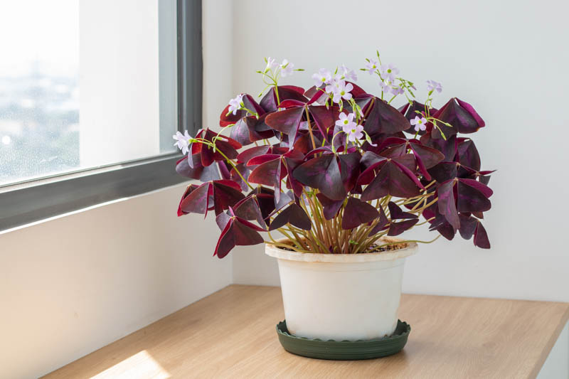 Oxalis triangularis, Purple Shamrock, False Shamrock, Pink flowers, Purple Foliage, Love Plant, Luck Plant