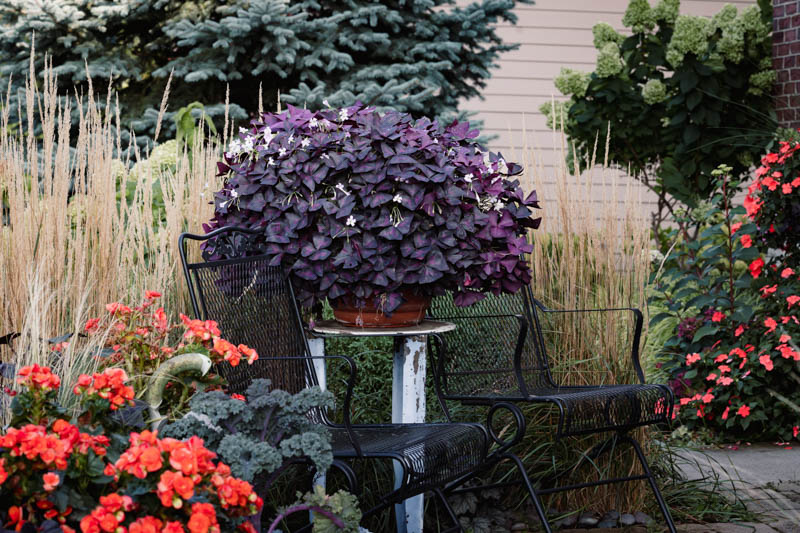 Oxalis triangularis, Purple Shamrock, False Shamrock, Pink flowers, Purple Foliage, Love Plant, Luck Plant