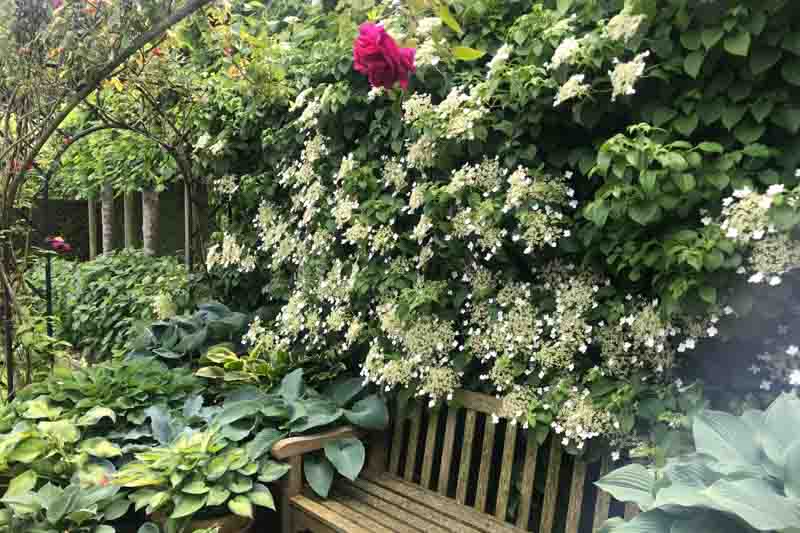 Climbing Hydrangea, Hydrangea anomala subsp. petiolaris, Hydrangea petiolaris, Hydrangea scandens Maxim., white hydrangea, white flowers