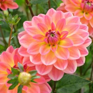 Waterlily Dahlias, Beautiful Dahlias, Best Dahlias, Top Dahlias, Great Dahlias, Dahlia Tubers, Dahlia Bulbs, Dahlia Flower, Dahlia Flowers, summer bulbs