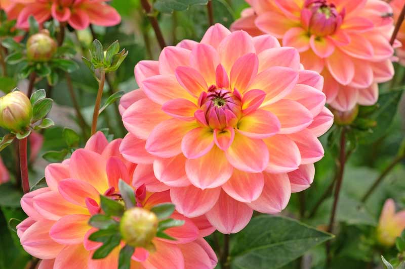 Waterlily Dahlias, Beautiful Dahlias, Best Dahlias, Top Dahlias, Great Dahlias, Dahlia Tubers, Dahlia Bulbs, Dahlia Flower, Dahlia Flowers, summer bulbs