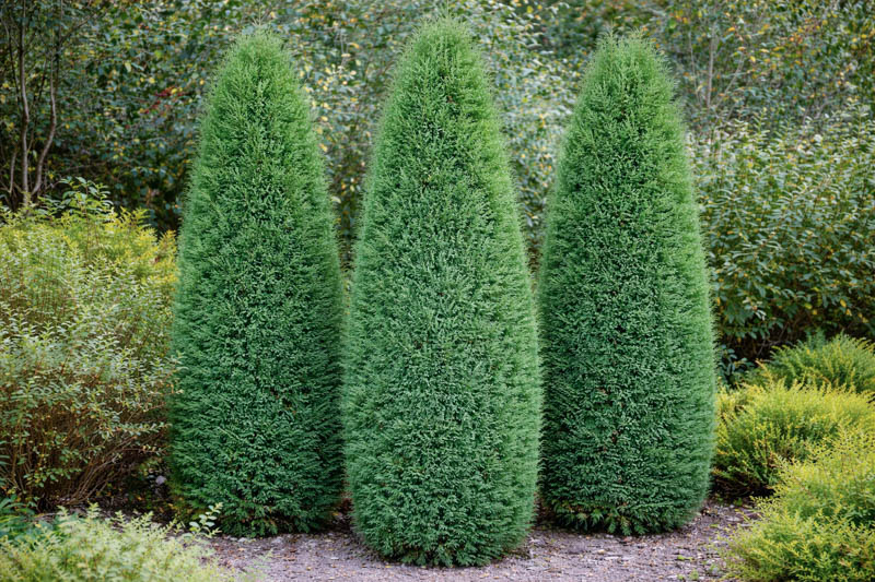 Chamaecyparis lawsoniana Ellwoodii Lawson Cypress Evergreen Shrub
