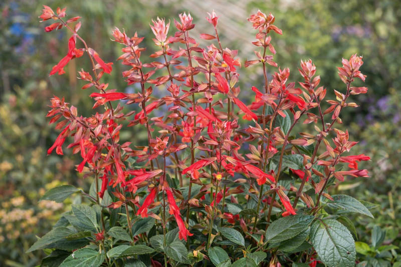 Salvia 'Ember's Wish', Ember's Wish sage, coral orange flowers, hummingbird plant, container salvia