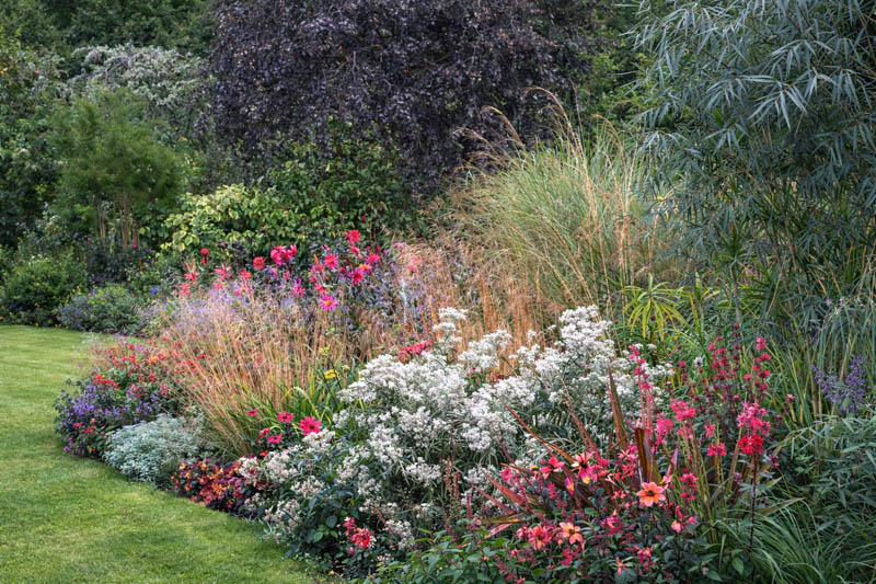 Salvia Ember's Wish, Anaphalis triplinervis, dahlias in border with Deschampsia flexuosa,