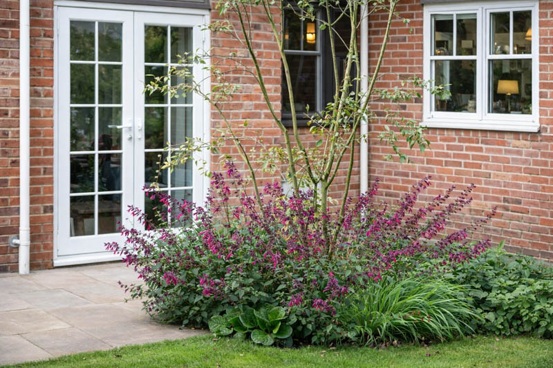 Salvia Love And Wishes, Sage Love And Wishes, Purple salvia, Purple sage, Pink sage, Pink salvia, evergreen salvia, evergreen sage