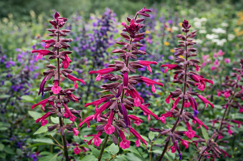 Salvia Love and Wishes, Love and Wishes sage, reddish-purple flowers, dark burgundy bracts, hummingbird plant, container salvia