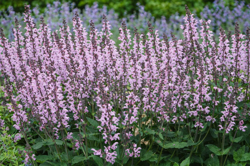 Salvia Nemorosa 'Pink Dawn', Sage 'Pink Dawn', Balkan Clary 'Pink Dawn', Steppe Sage 'Pink Dawn', Salvia Pink Dawn, Pink Salvia, Pink Sage, Pink Flowers